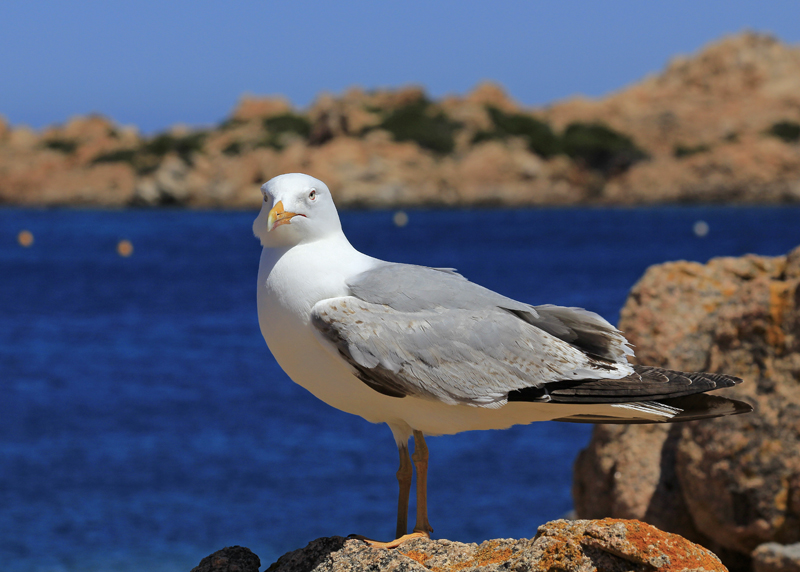 2016-05-03_124052 sardinien-2016.jpg - Mvchen auf Isola Maddalena